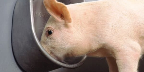 Bradavička pojilica za svinje, uradi sam pojilica za prasad